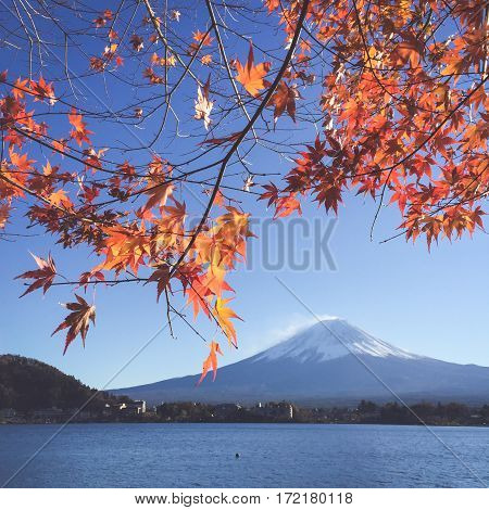 Mount Fuji and sakura in spring at Kawaguchiko japan. Cherry blossom Sakura . Beautiful blossom sakura in japan.