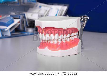 Set of close up dental model denture dentoform.