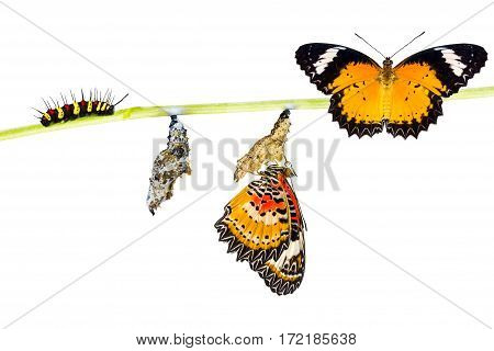 Isolated Male Leopard lacewing (Cethosia cyane euanthes) butterfly caterpillar pupa and emerging with clipping path