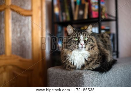 cat lying on the couch. Cat relaxing near the bookcase.