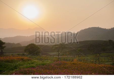 Wildflower Cosmos flora filed while sunset at Singha Park Chiang Rai Thailand.
