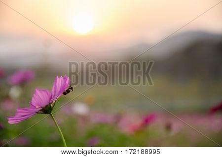 Wildflower Cosmos flora filed with bee siting while sunset at Singha Park Chiang Rai Thailand.