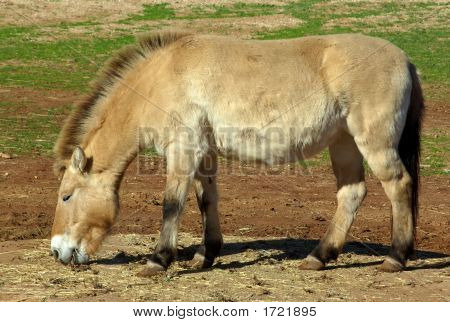 Cavalo selvagem mongol 