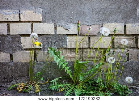 Dandelions near the old wall with damaged tiles.
