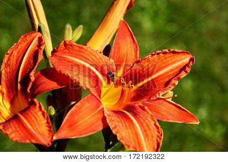 Wild lily under the sun background with grass closeup