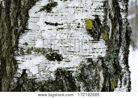 Birch bark with moss close in winter