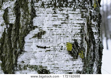 Birch bark with moss close in winter