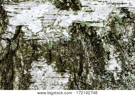 Birch bark with moss close in winter