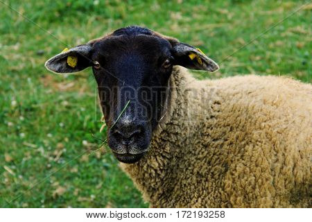 Standing sheep in the fresh meadow closeup