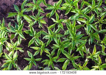 Seedlings of the bell peppers (capsicum). Top view.