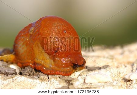 Red slug aka Chocolate arion Arion rufus on wooden bark