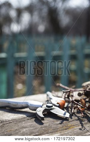Pruning shears and cut branches on the wooden surface.