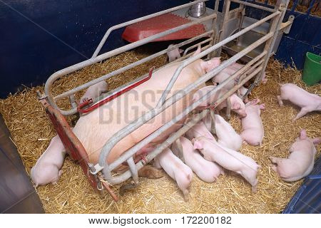 Pigglets Suckling Sow in Farrowing Pen at Modern Pig Farm