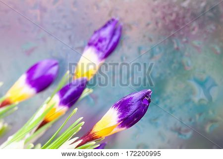 Fine fresh Crocus behind glass with rain drops. Bouquet for loved ones all occasions. Flower nature bright background. Concept of vivid moments life. Modern card, pattern, wallpaper, banner design