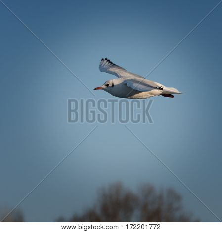 Beautiful seagull in flight against a blue sky