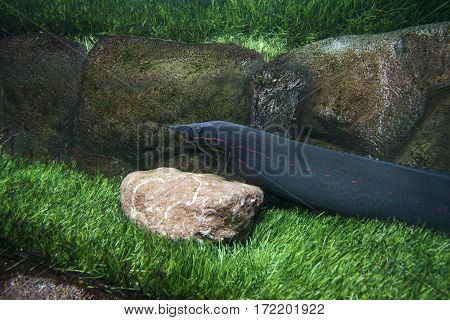 Mastacembelus erythrotaenia. 
Eel in the aquarium on the background of large stones and green grass.
