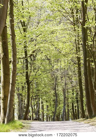 Alley of beech trees with bright green leaf in the spring time (latin name: Fagus).