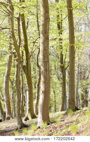 Beech forest with bright green leaf in the spring time (latin name: Fagus).