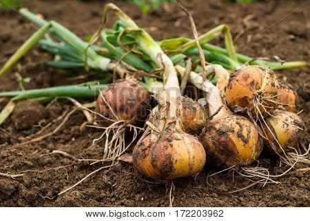 Freshly dug onion bulbs on the ground
