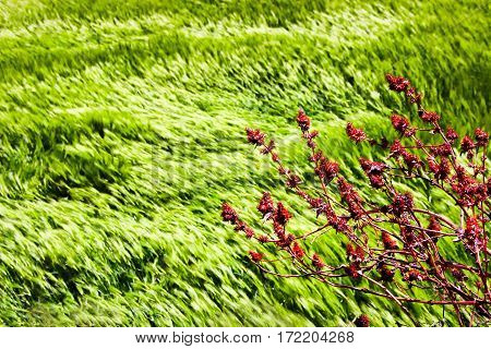 Wild red flowers on a background of wheat fields of emerald green in the Himalayan mountains. Nepal. Marfa Village.