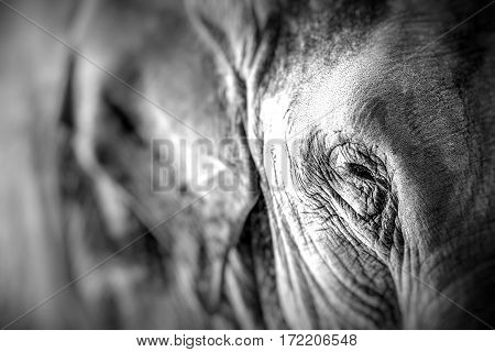 Elephant close up seeing skin texture and spots