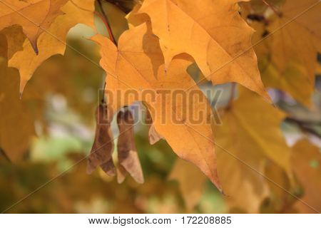 Yellow autumn leaves on the bright sun in park.