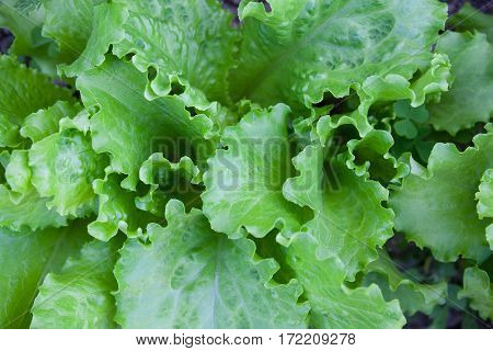 Growing the lettuce (Lactuca sativa). Green lettuce leaves in the vegetable garden. Top view. Close-up.
