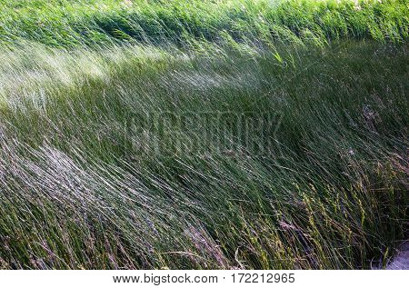 Tall grass in the field in a sunny and windy day.