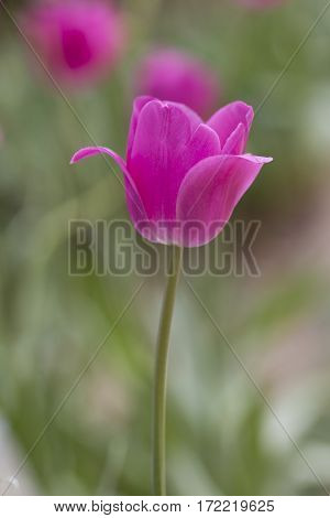 Pink Tulip .Colorful tulips in the spring