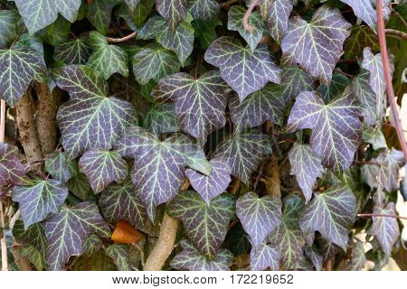 Ivy / Ivy - creeping shrubs clinging to their adventitious roots of the walls, tree trunks, and so on.