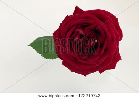 Red rose green leaves and white background