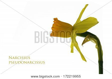 Flower of a yellow daffodil sample text Narcissus pseudonarcissus isolated on a white background selected focus narrow depth of field
