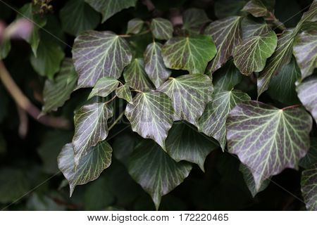Ivy / Ivy - creeping shrubs clinging to their adventitious roots of the walls, tree trunks, and so on.
