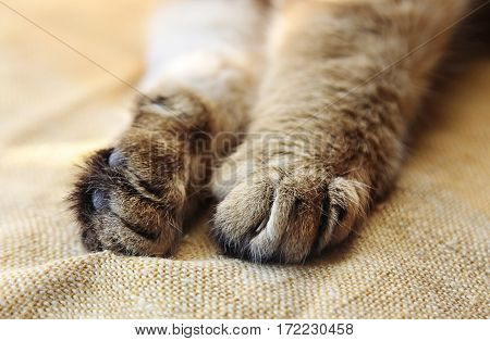 Stretched cat's paws with retractable claws close-up
