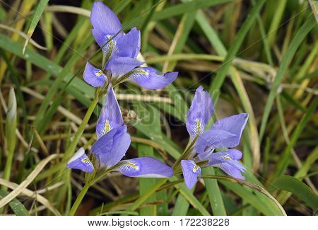 Winter or Algerian Iris - Iris unguicularis From Eastern Mediterranean