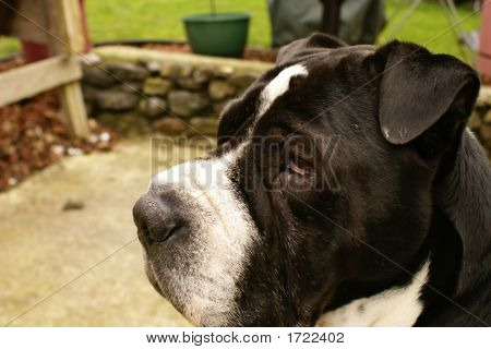 Snoopy