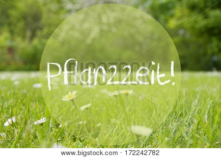 German Text Pflanzzeit Means Planting Season. Spring Or Summer Gras Meadow With Daisy Flowers. Blurry Trees As Background.