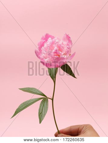 peony in the hand