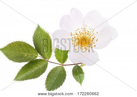 wild roses
