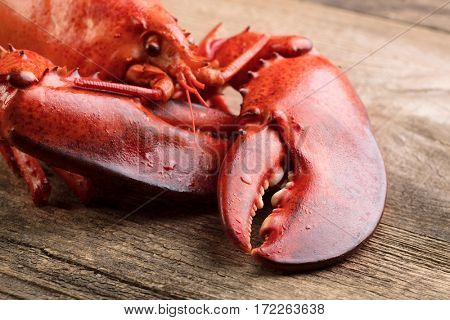 steamed lobster