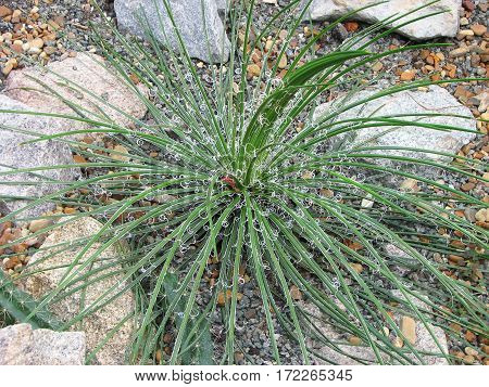 Agave Filifera Plant