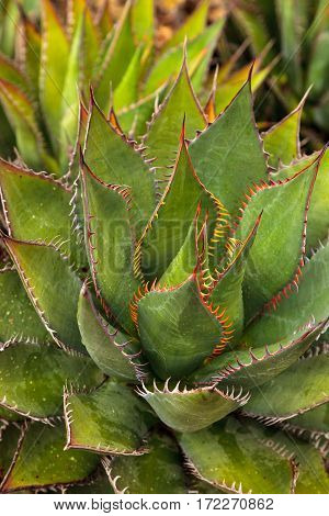 Brilliant Green Agave Shawii