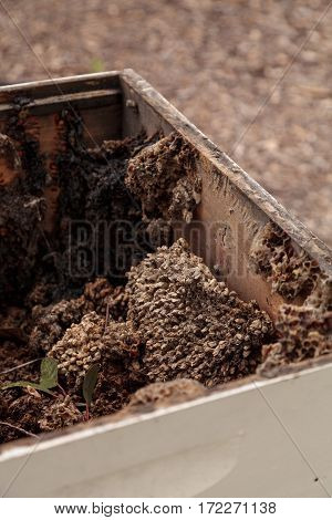 Empty Honeycomb From A Langsroth Beehive