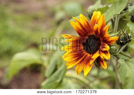 Dwarf Little Becka Sunflower