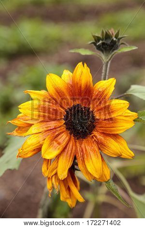 Dwarf Little Becka Sunflower