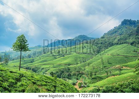 Scenic view of tea plantation in mountain region of Sri Lanka