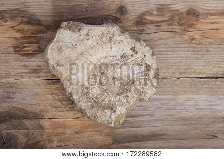 Nautilus fossil in stone on wooden background