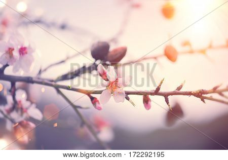 Spring Nature Background with blooming almond tree, blossom. Easter Holiday Scene with pink flowers in a garden and sun. Beauty Backdrop art design. Springtime. Beautiful Orchard. Spring holidays 