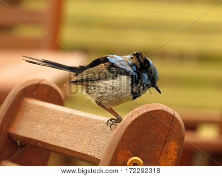Close-up of a Superb Blue Fairy Wren Australian bird wildlife