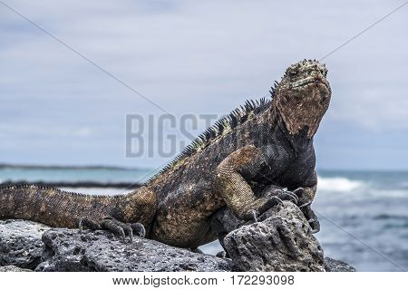 Marine Iguana At The Beach